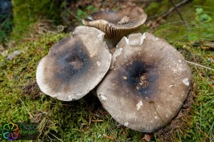 Russula nigricans (2)_LR.jpg